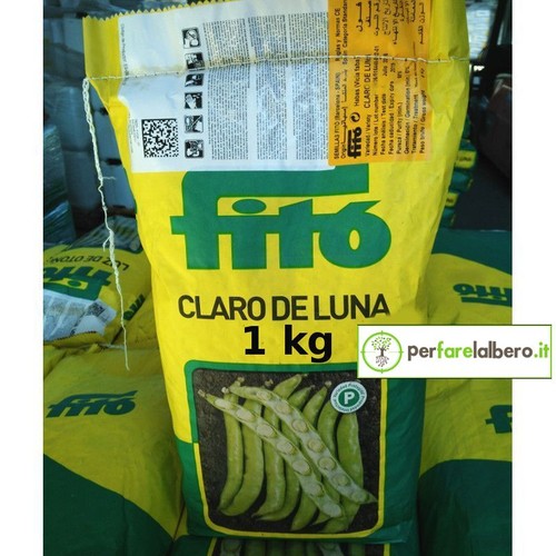 Semi fave precoci claro de - semi, di