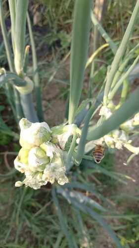 Bulbilli cipolla egiziana - bulbilli,