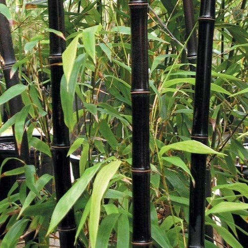 Semi moso bamboo nero - di,