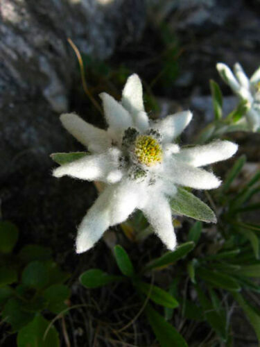 Leontopodium alpinum stella - alpinum,