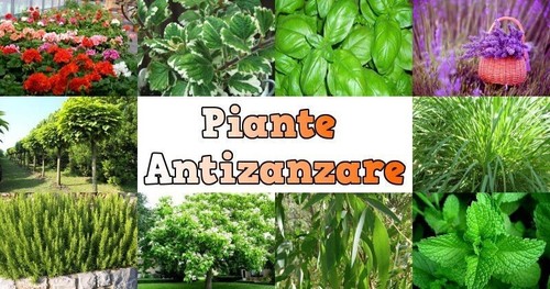 Semi piante antizanzare - di,