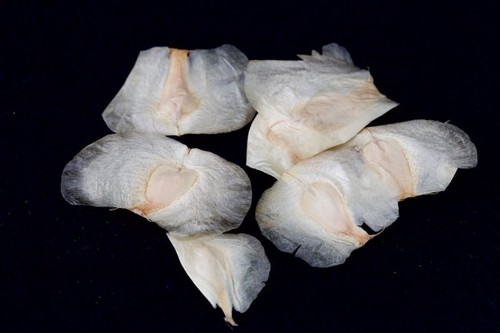 Semi freschi di - freschi,