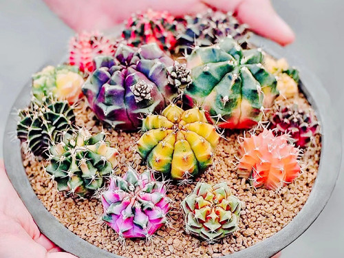 Gymnocalycium volskyi 10 - -,