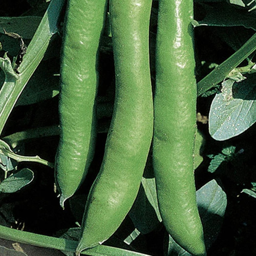 Fava gigante ingegnoli - fava, –