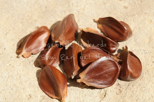 Faggio europeo fagus - europeo,