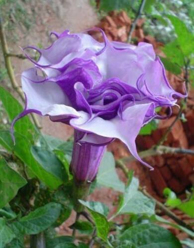 Datura metel double purple - datura,