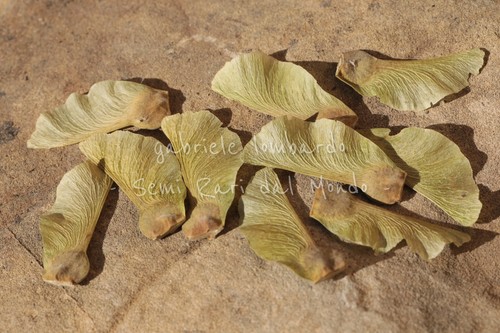 Acero campestre acer - campestre,