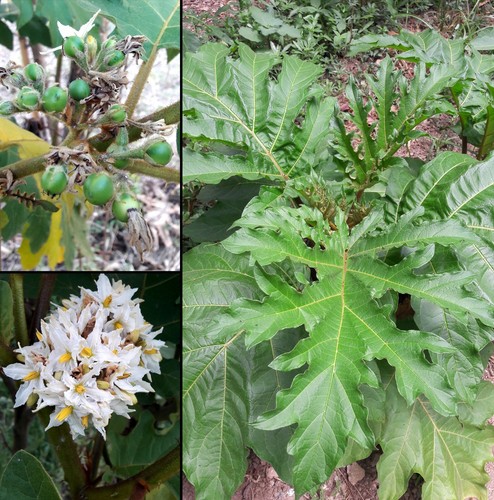 200 semi solanum chrysotrichum - solanum,