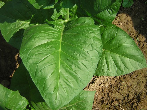1000 semi tabacco nicotina - di,