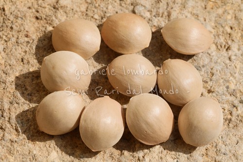 Ginko ginkgo biloba 10 semi - ginko, biloba,