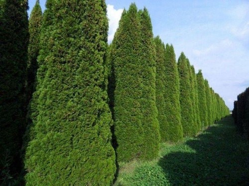 Semi thuja occidentalis - 20,