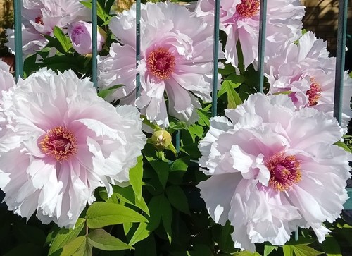 Semi peonia arbustiva - 10,