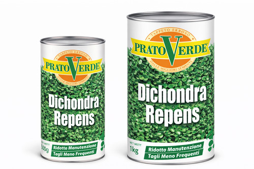Prato verde dichondra - dichondra, repens