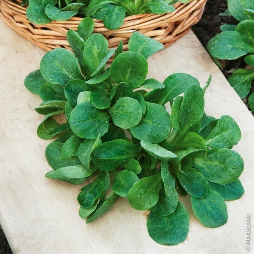 1000 semi valeriana verte - ,