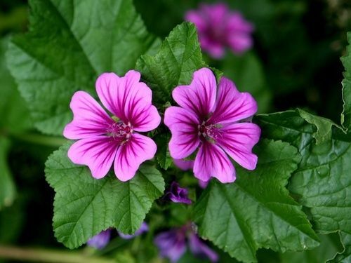 Malva sylvestris 10 - –,