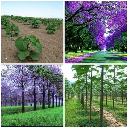 100 semi paulownia - semi,